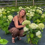 Hortenzia stromčekovitá (Hydrangea arborescens) 'FlowerWOW®' First Edition® - výška 30-40 cm, kont. C2L - OBROVSKÉ KVETY